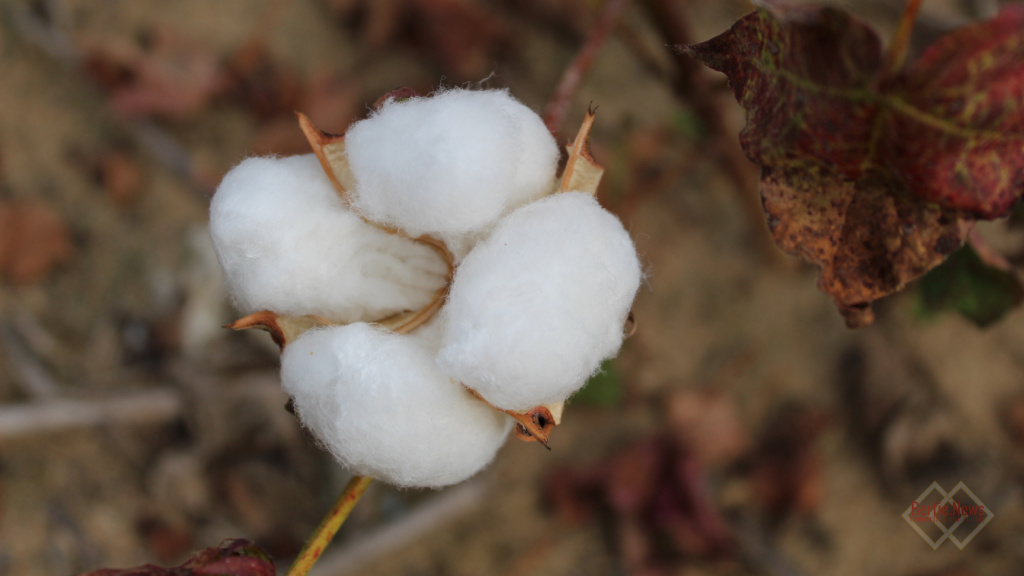 cotton Gates County NC